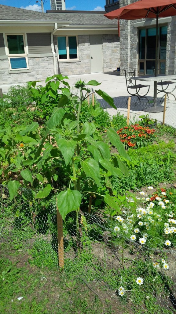 The on site garden at Anselma House is cared for by residents and volunteers, and supported by Toyota Motor Manufacturing.
